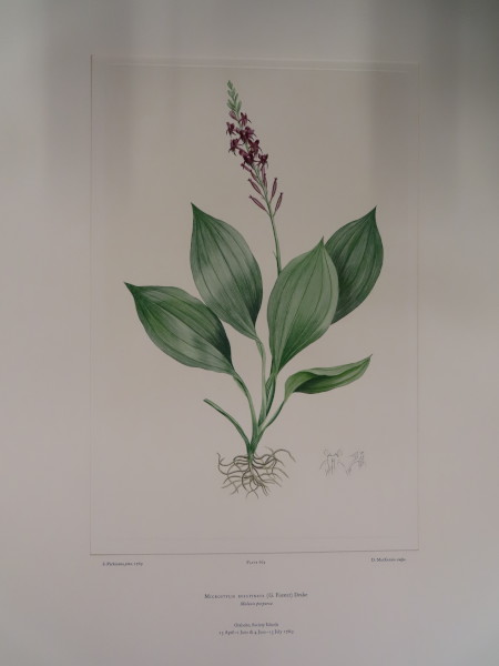 image FDA-E.2916_31_17-2016-A