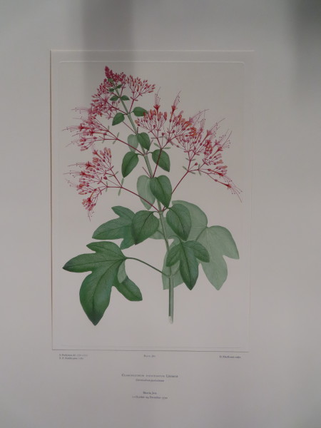 image FDA-E.2916_18_8-2016-A