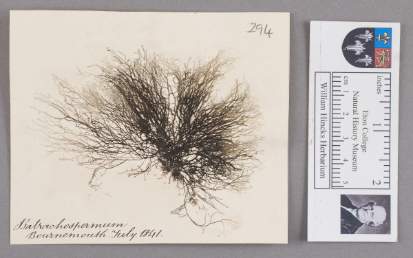 NHM_HH_1.294-2010 image NHM_HH_1.294-2010