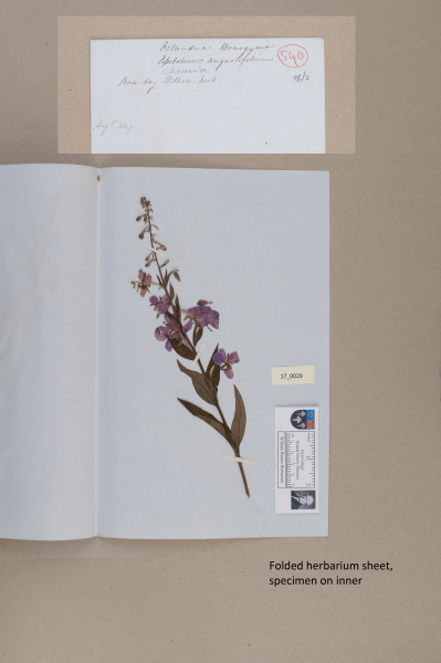 image NHM_HH_17.29-2010