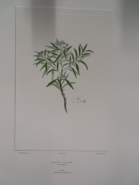 image FDA-E.2916_19_12-2016