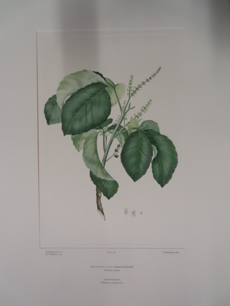 image FDA-E.2916_17_8-2016-A