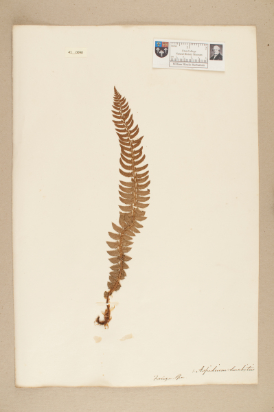 NHM_HH_41.90-2010 image NHM_HH_41.90-2010