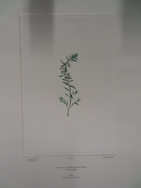 image FDA-E.2916_19_5-2016