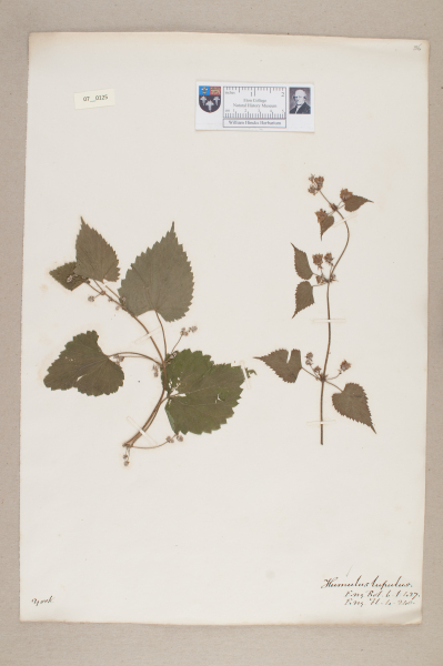 NHM_HH_7.125-2010 image NHM_HH_7.125-2010