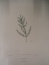 image FDA-E.2916_23_8-2016