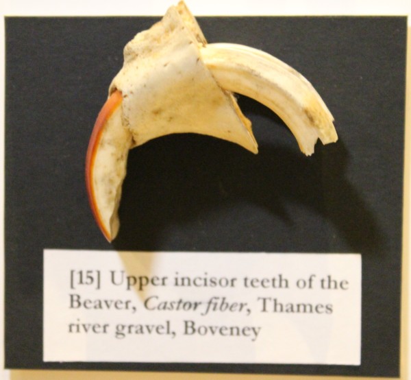 NHM.285-2016 image NHM.285-2016