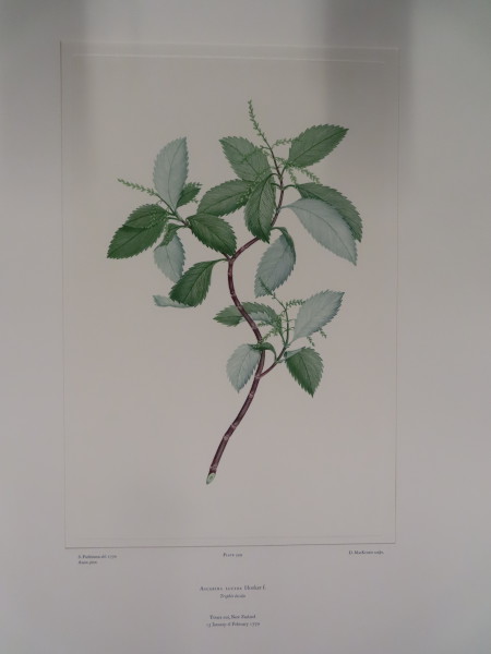 FDA-E.2916_26_14-2016-A image FDA-E.2916_26_14-2016-A