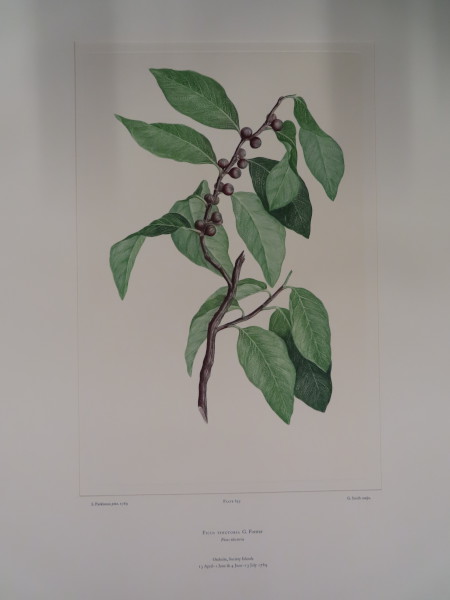 image FDA-E.2916_31_8-2016-A