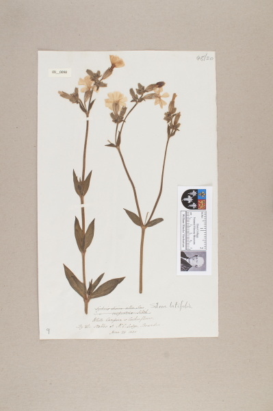 NHM_HH_9.98-2010 image NHM_HH_9.98-2010