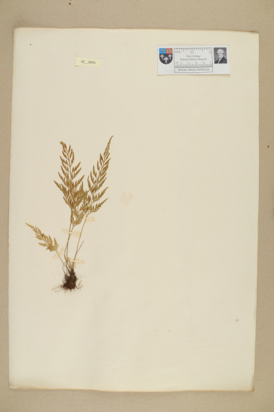 image NHM_HH_42.41-2010