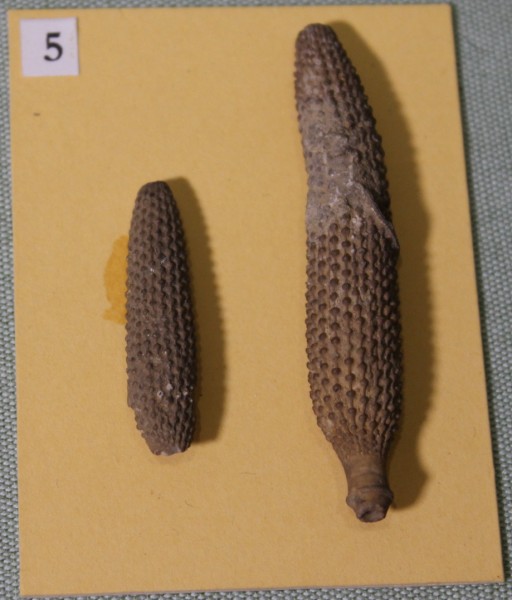 image NHM.466-2017