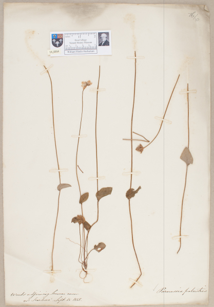 image NHM_HH_13.14-2010