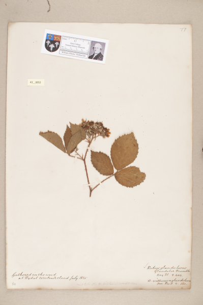 NHM_HH_43.52-2010 image NHM_HH_43.52-2010