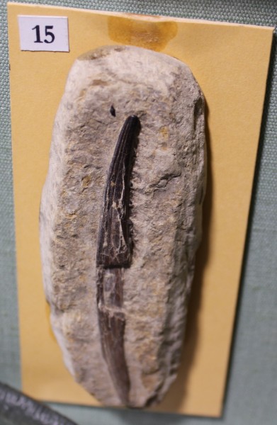 image NHM.476-2017