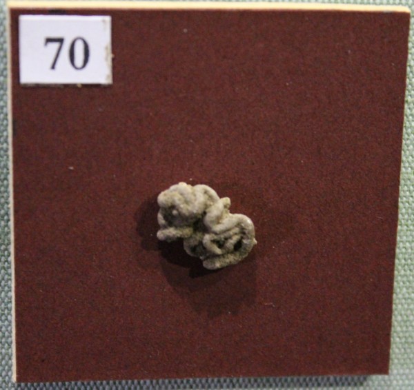 image NHM.531-2017