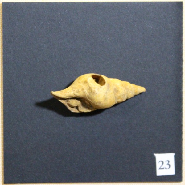NHM-FT.23-2016 image NHM-FT.23-2016