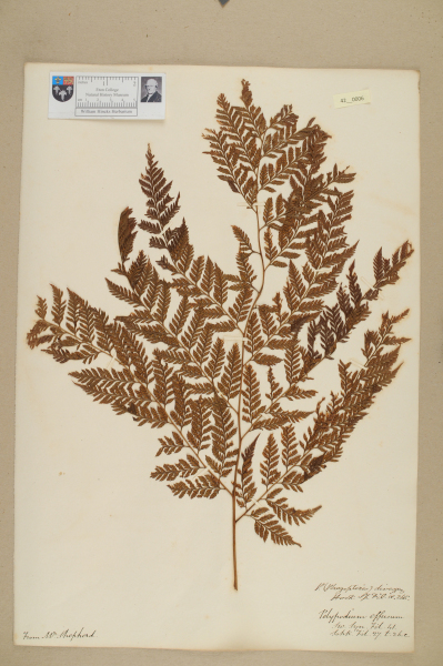 image NHM_HH_42.6-2010