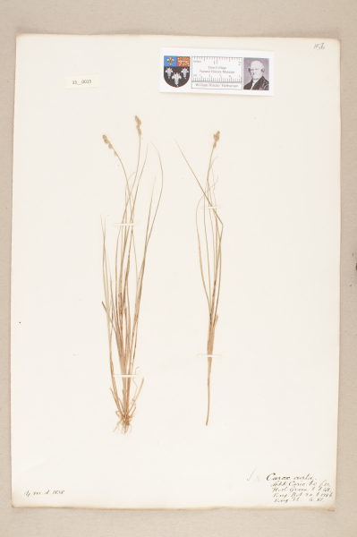 image NHM_HH_33.15-2010