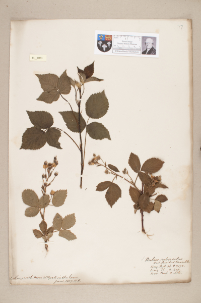 NHM_HH_43.61-2010 image NHM_HH_43.61-2010