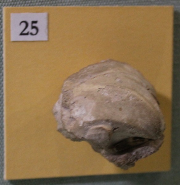 image NHM.486-2017