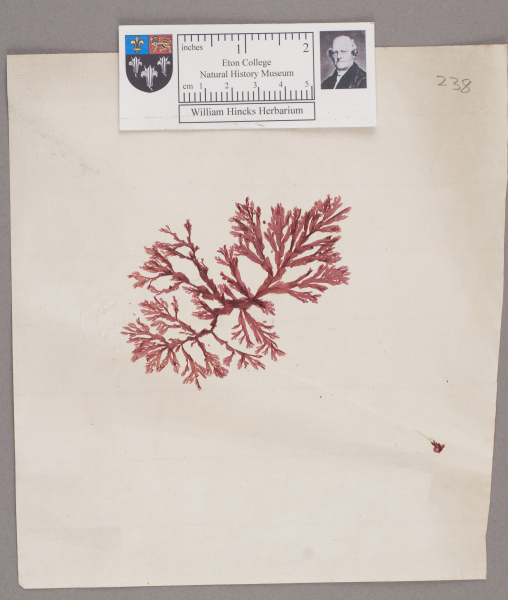 image NHM_HH_1.238-2010