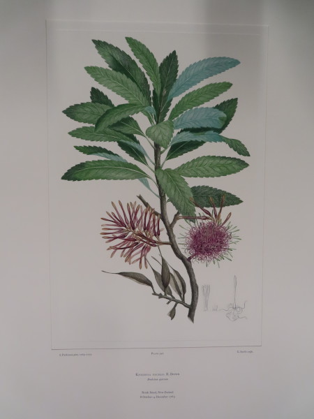 FDA-E.2916_26_5-2016 image FDA-E.2916_26_5-2016