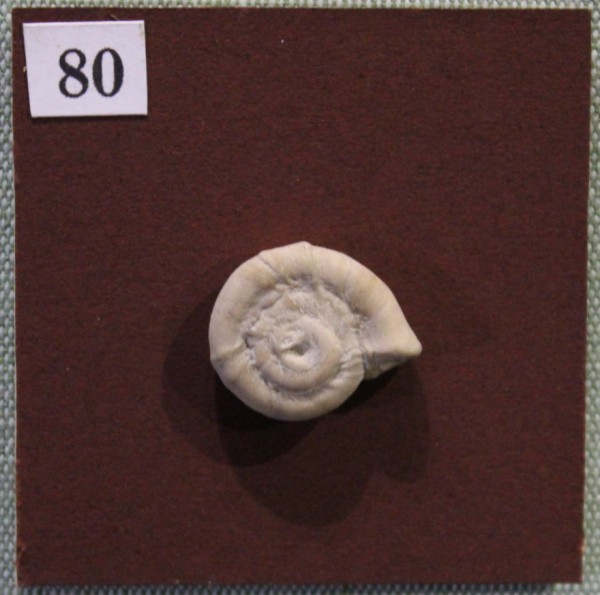 image NHM.541-2017