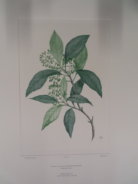image FDA-E.2916_29_6-2016