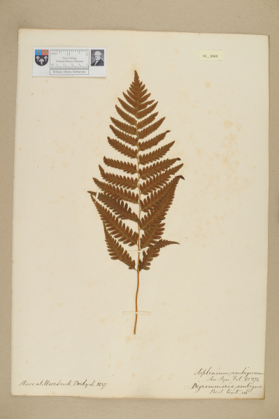 NHM_HH_42.69-2010 image NHM_HH_42.69-2010