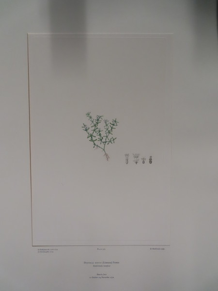 image FDA-E.2916_17_13-2016