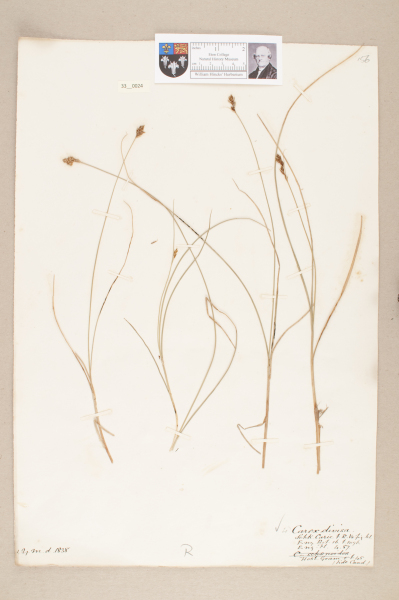 image NHM_HH_33.24-2010
