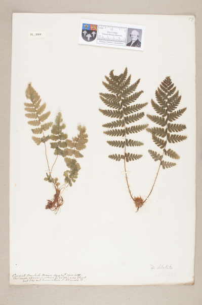 image NHM_HH_5.64-2010