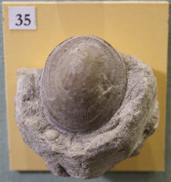 image NHM.496-2017