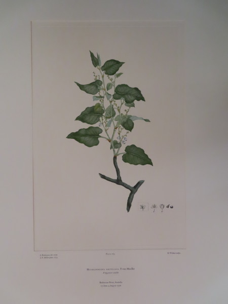 image FDA-E.2916_12_21-2016-A