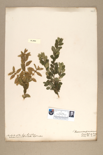 image NHM_HH_18.4-2010