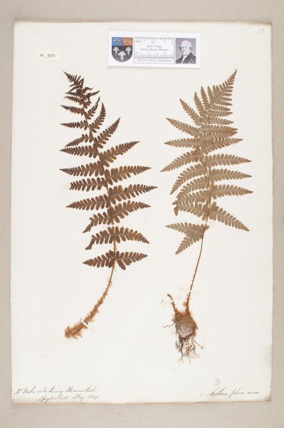 NHM_HH_5.73-2010 image NHM_HH_5.73-2010