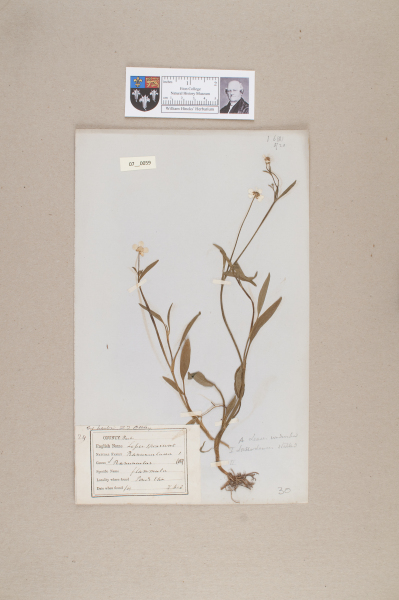 NHM_HH_7.59-2010 image NHM_HH_7.59-2010