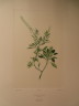 image FDA-E.2916_28_4-2016