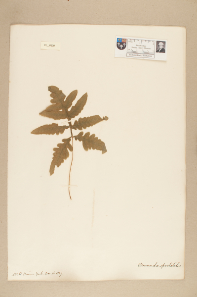 image NHM_HH_41.120-2010