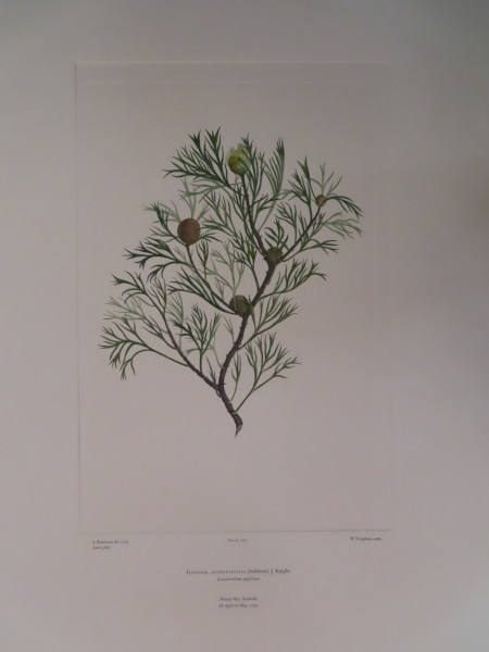 image FDA-E.2916_12_26-2016