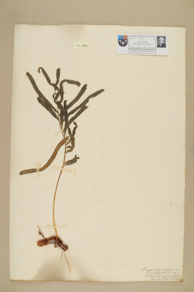image NHM_HH_42.88-2010