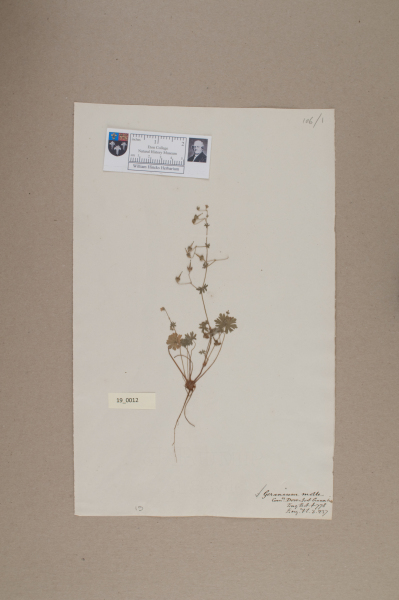 image NHM_HH_19.12-2010