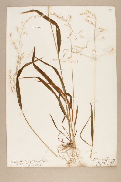 image NHM_HH_34.5-2010