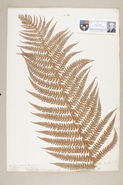 NHM_HH_5.83-2010 image NHM_HH_5.83-2010