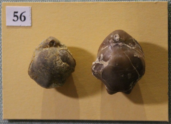 image NHM.517-2017
