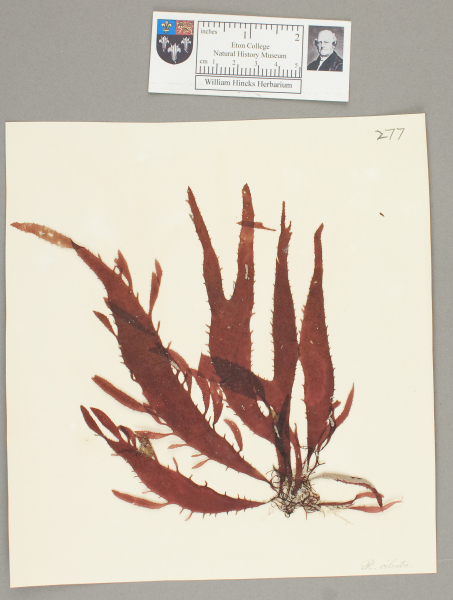 NHM_HH_1.277-2010 image NHM_HH_1.277-2010