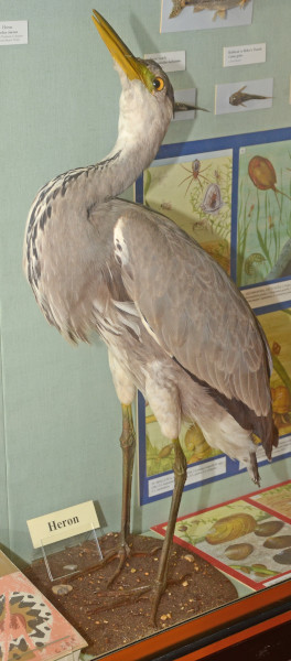 NHM_GT_71_2017 image NHM_GT_71_2017