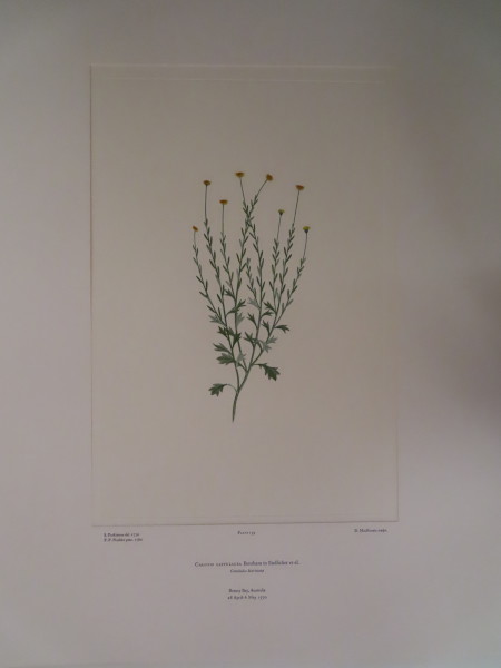 image FDA-E.2916_8_5-2016