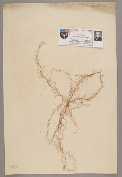 image NHM_HH_1.82-2010